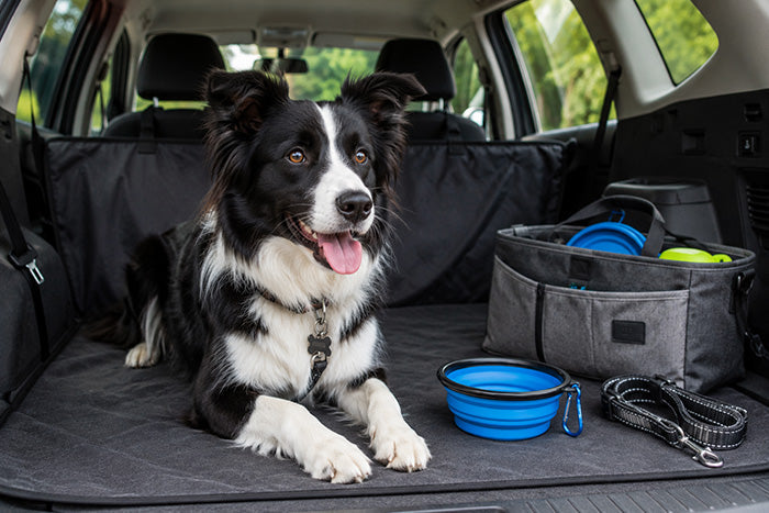 A Border Collie sitting in the back of a car with accessories