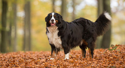 Bernese Mountain Dog Breed