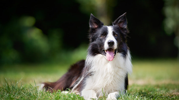 Border Collie Dog Breed 