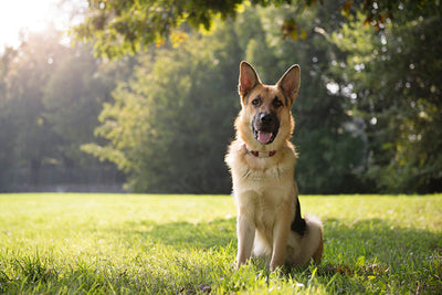 German Shepherd Dog Breed