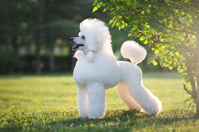 Poodle Dog Breed