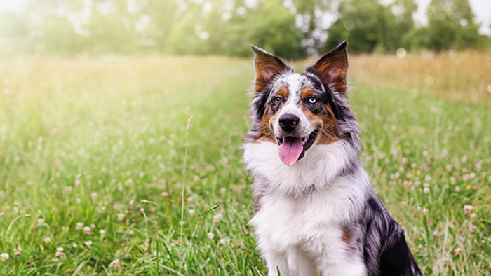 Australian Shepherd Dog Breed