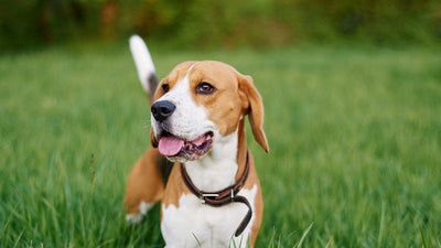 Beagle Dog Breed