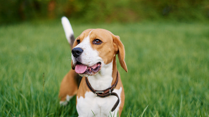 Beagle Dog Breed
