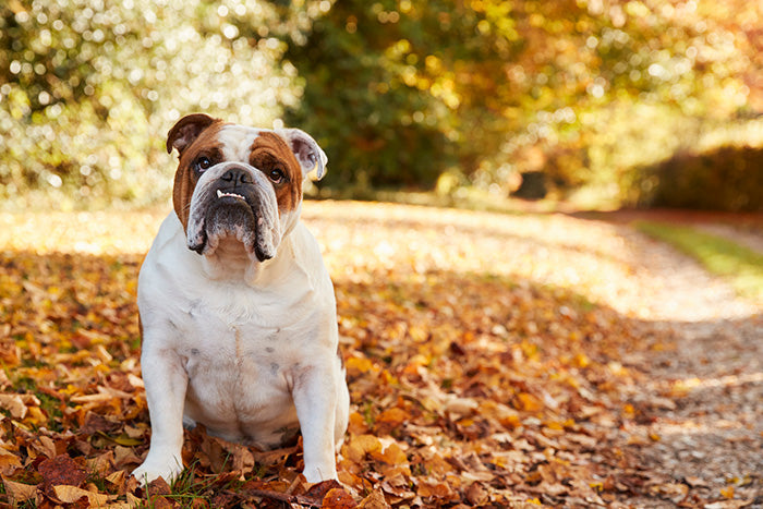 Bulldog Dog Breed