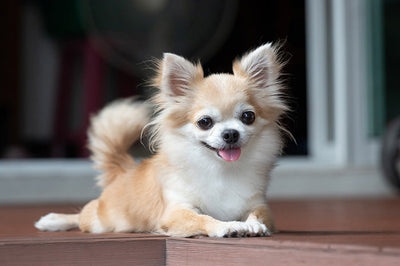 Chihuahua Dog Breed