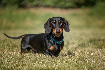 Dachshund Dog Breed