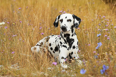 Dalmatian Dog Breed