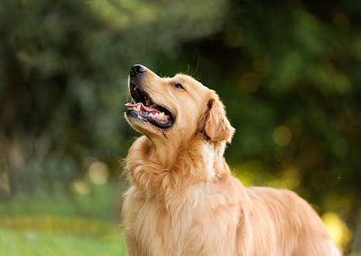 Golden Retriever Dog Breed