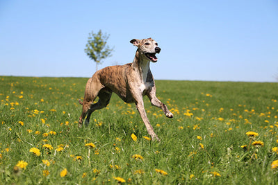 Greyhound Dog Breed 