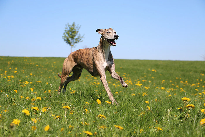 Greyhound Dog Breed 