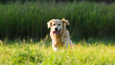 Labrador Retriever Dog Breed