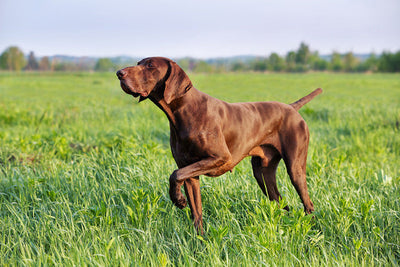 Pointer Dog Breed