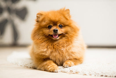 Pomeranian Dog Breed