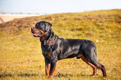 Rottweiler Dog Breed