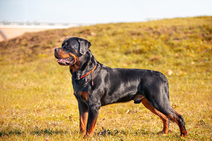 Rottweiler Dog Breed