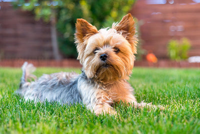 Yorkshire Terrier Dog Breed