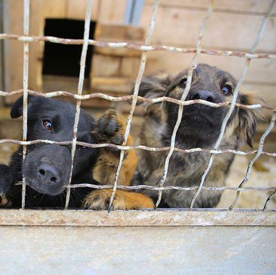 Dogs waiting to be adopted