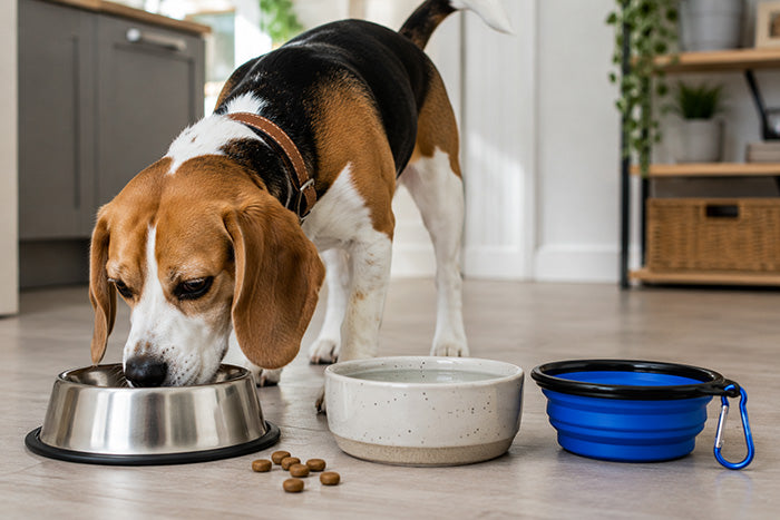 A Beagle eating with three different bowls on display