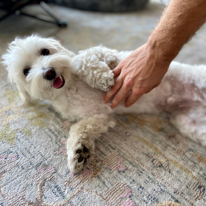 Cute dog getting belly rubs