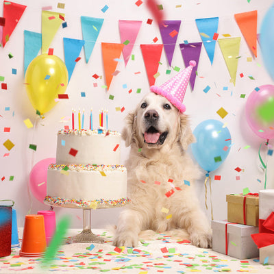 A dog celebrating it's birthday with cake