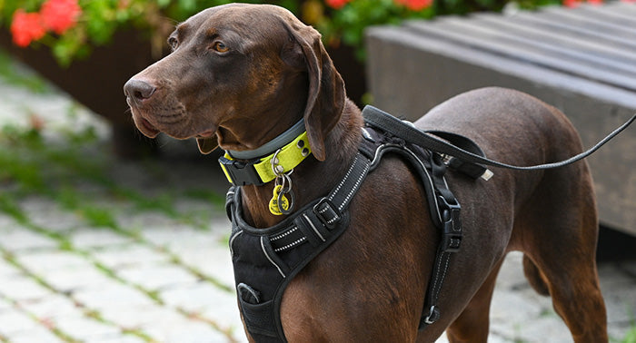 brown dog standing wearing a black padded dog harness