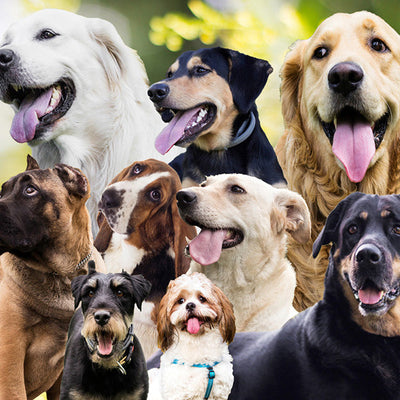 Collection of different dog breeds
