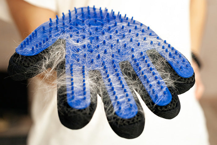 Selection of dog grooming tools including brushes, combs, and grooming accessories