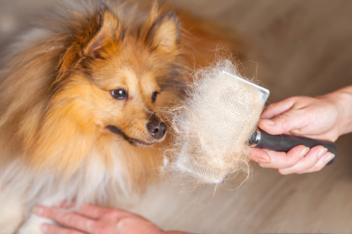 Dogs with different coat types including short, long, curly, and double coats