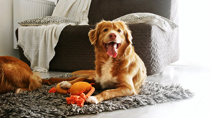 Dog sitting comfy at home