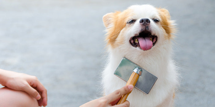 dog grooming brushes including slicker