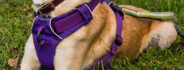 Dog harness with padding, loops, attachments and adjustment features