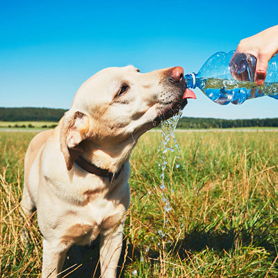 Warm dog taking a refreshing cool drink