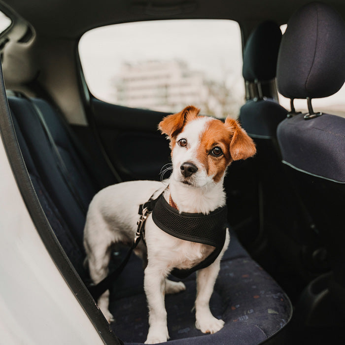This dog is strapped in to the back of a car