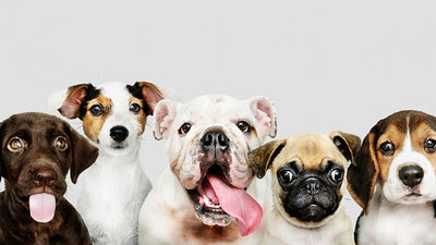 A group of friendly dogs
