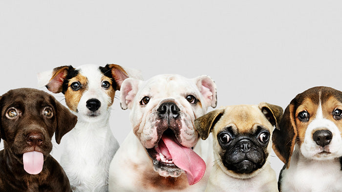 A group of friendly dogs