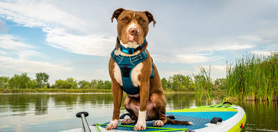 A dog wearing blue harness while on a pond and paddle board
