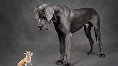 Large dog standing over small dog