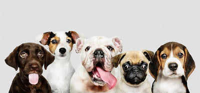 5 puppies looking at the camera
