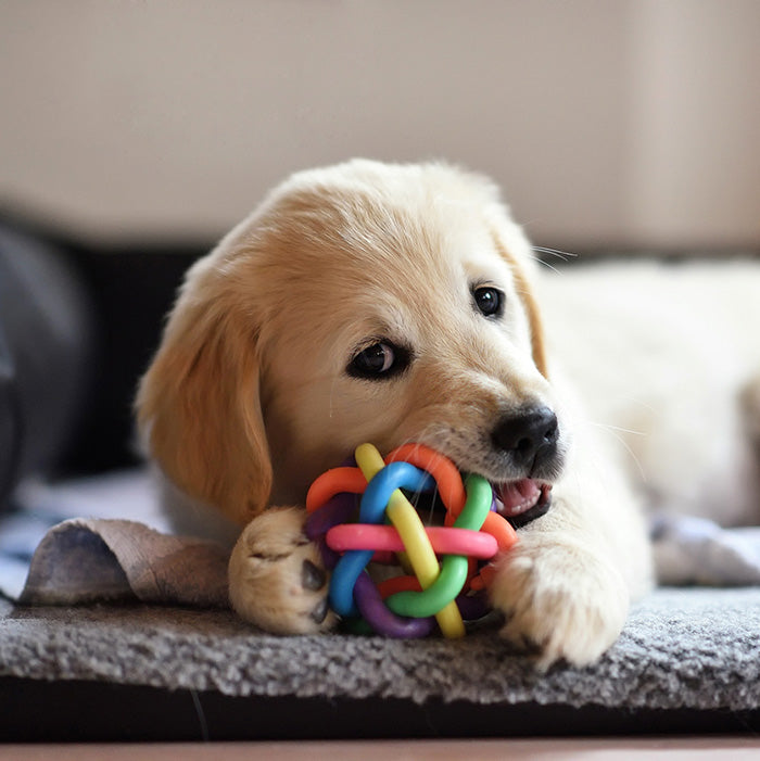 Cute puppy playing with it's favourite toy