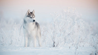 Siberian Husky Dog Breed