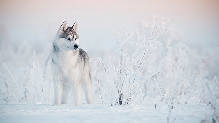 Siberian Husky Dog Breed