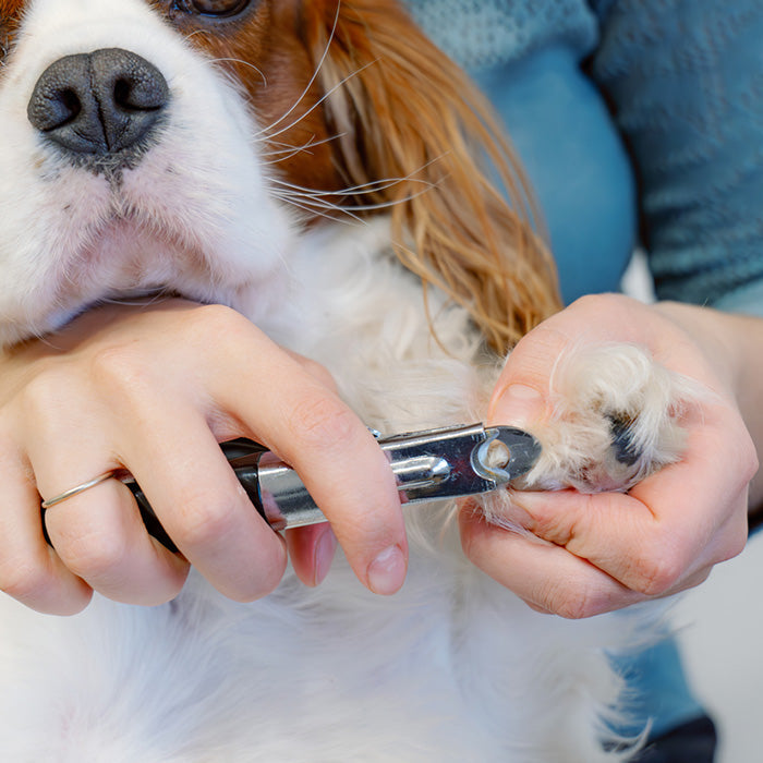 Trimming dog nails