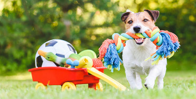 Puppy playing with different types of puppy toys