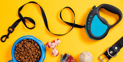 Selection of everyday dog accessories including collar, lead, and bowl
