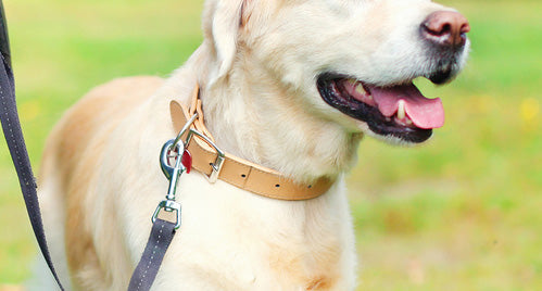 Dog wearing a beige dog collar attached to a lead 