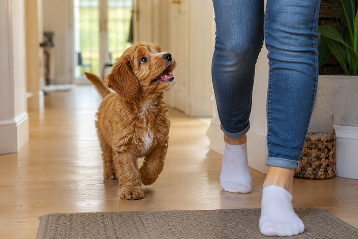 Puppy following human around the house