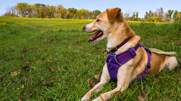 Dog wearing a purple designed dog harness while sat in a field