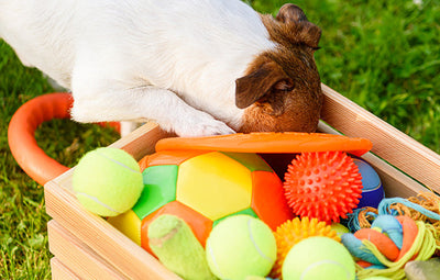 Collection of different dog toys used during everyday play