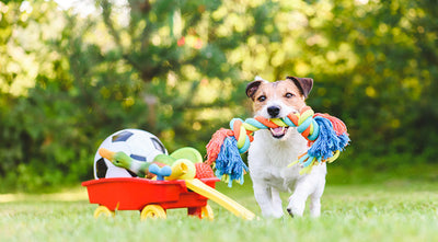 Dog with trolley filled with different types of dog toys